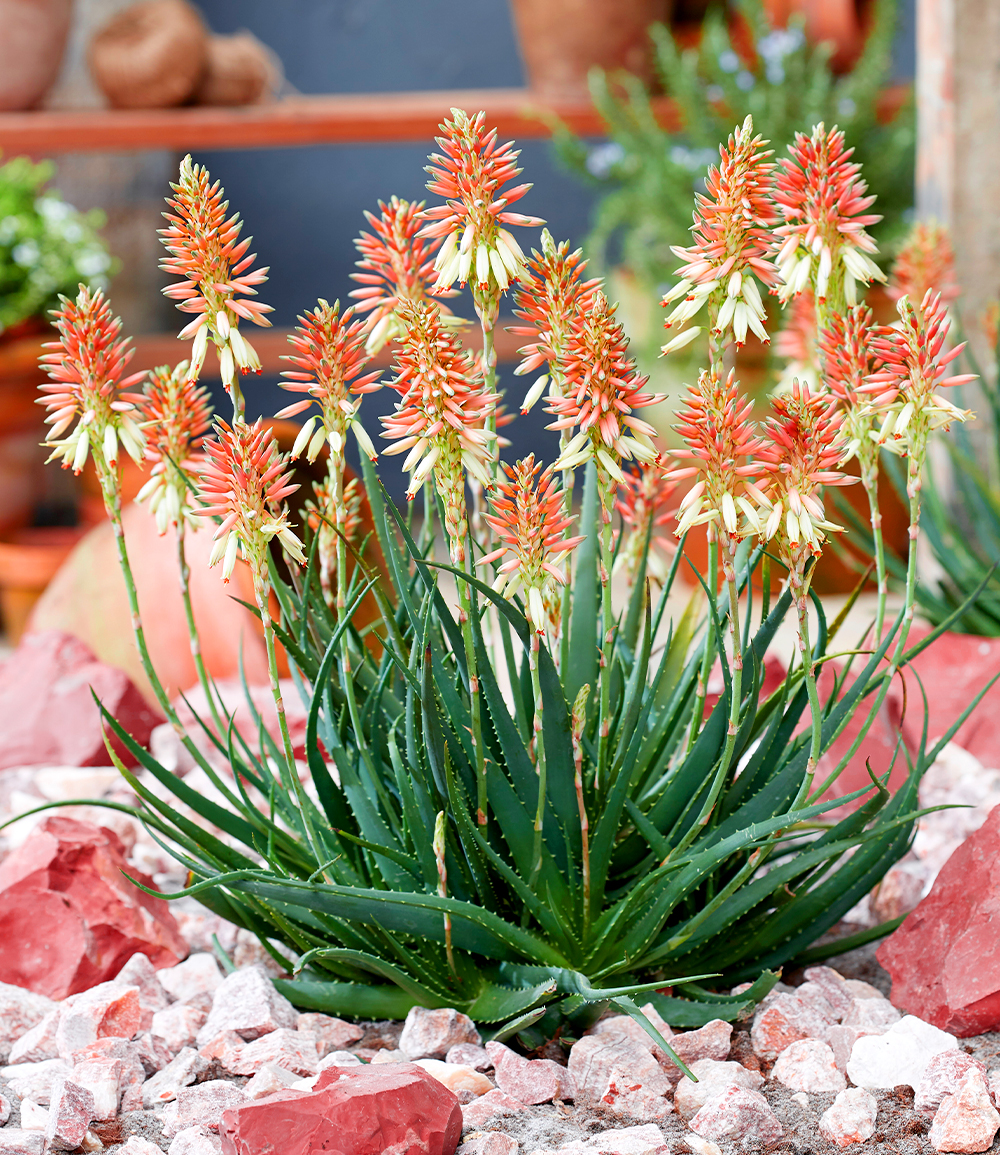 Aloe 'Safari Sunrise®' - Shop Landhaus Look