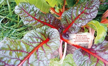 Das unglaubliche Hochbeet. Ernten bis zum Umfallen. Wie Sie ein Hochbeet planen, selber bauen, richtig befüllen, bepflanzen uvm. Mit einem wunderschönen Anbau- und Erntekalender - 4