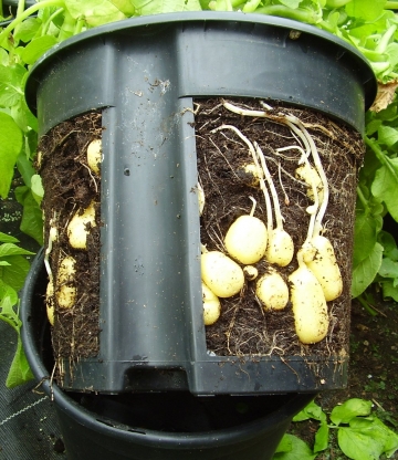 PotatoPot®