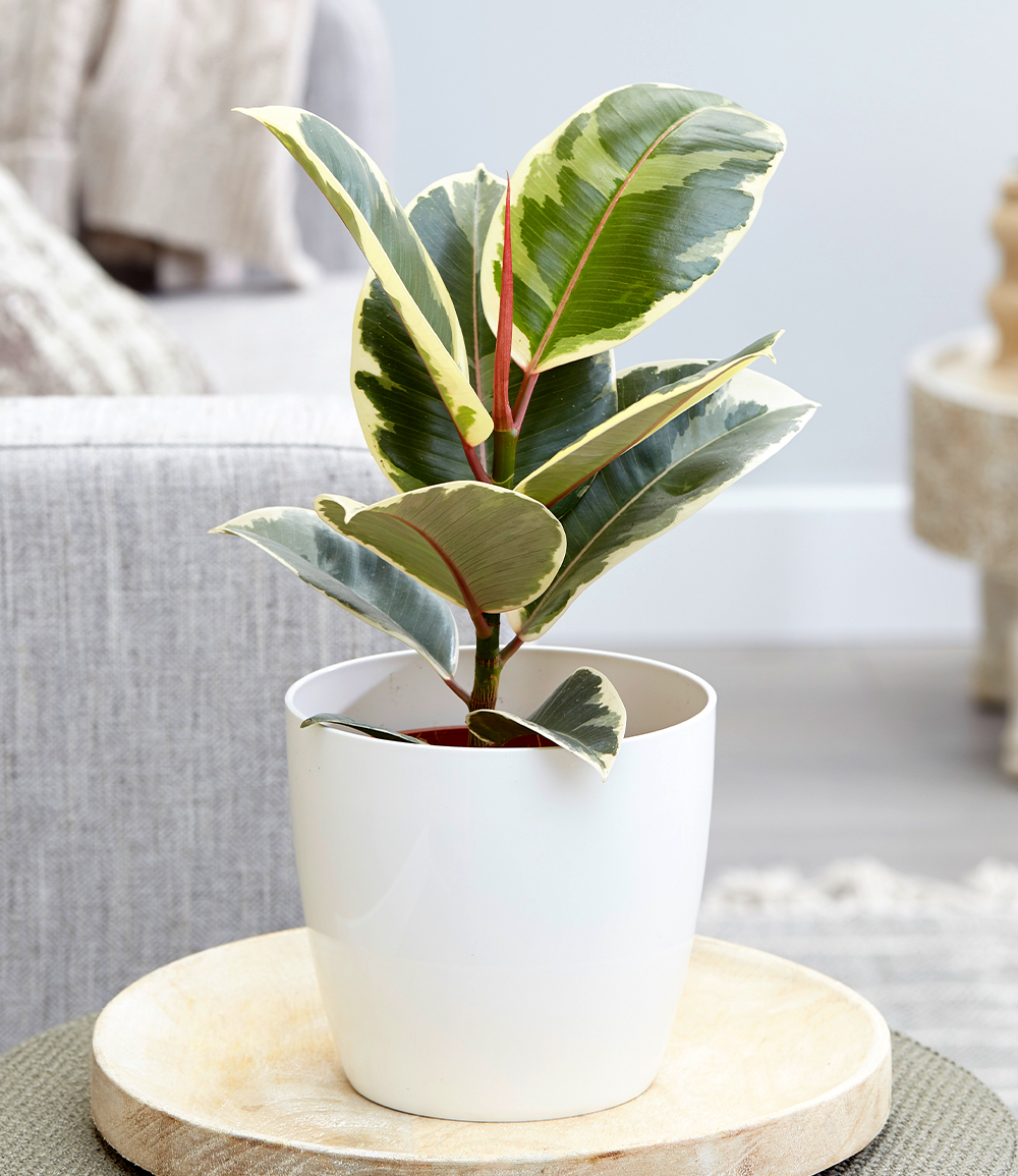 Exotenherz Gummibaum Ficus Elastica Tineke - Weissbunte Zimmerpflanze Im 17cm Topf