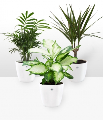 Zimmerpflanzen-Mix 'Classic' inkl. Elho-Übertöpfe 'Weiß'