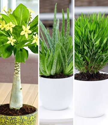 Zimmerpflanzen-Mix 'Exotisch'