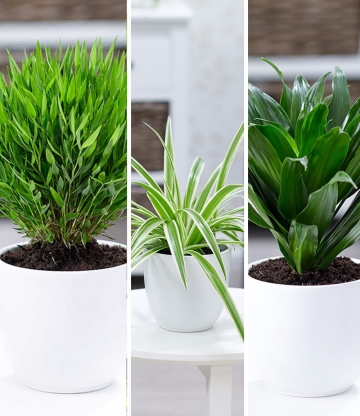 Zimmerpflanzen-Mix 'Grünes Trio'